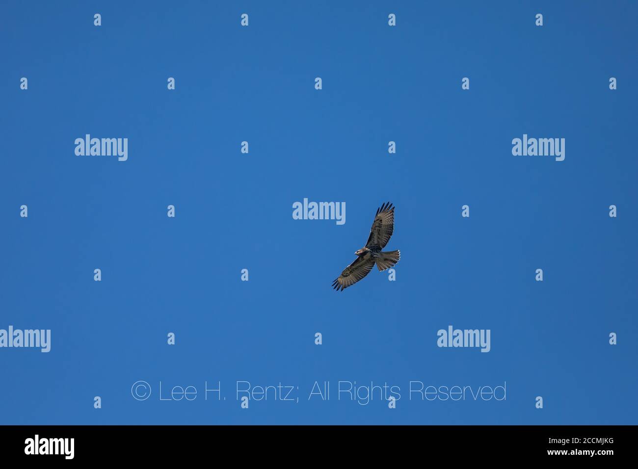 Rotschwanzhawk, Buteo jamaicensis, juvenil mit mittlerem Gefieder, über der Goat Rocks Wilderness, Gifford Pinchot National Forest, Washington St Stockfoto