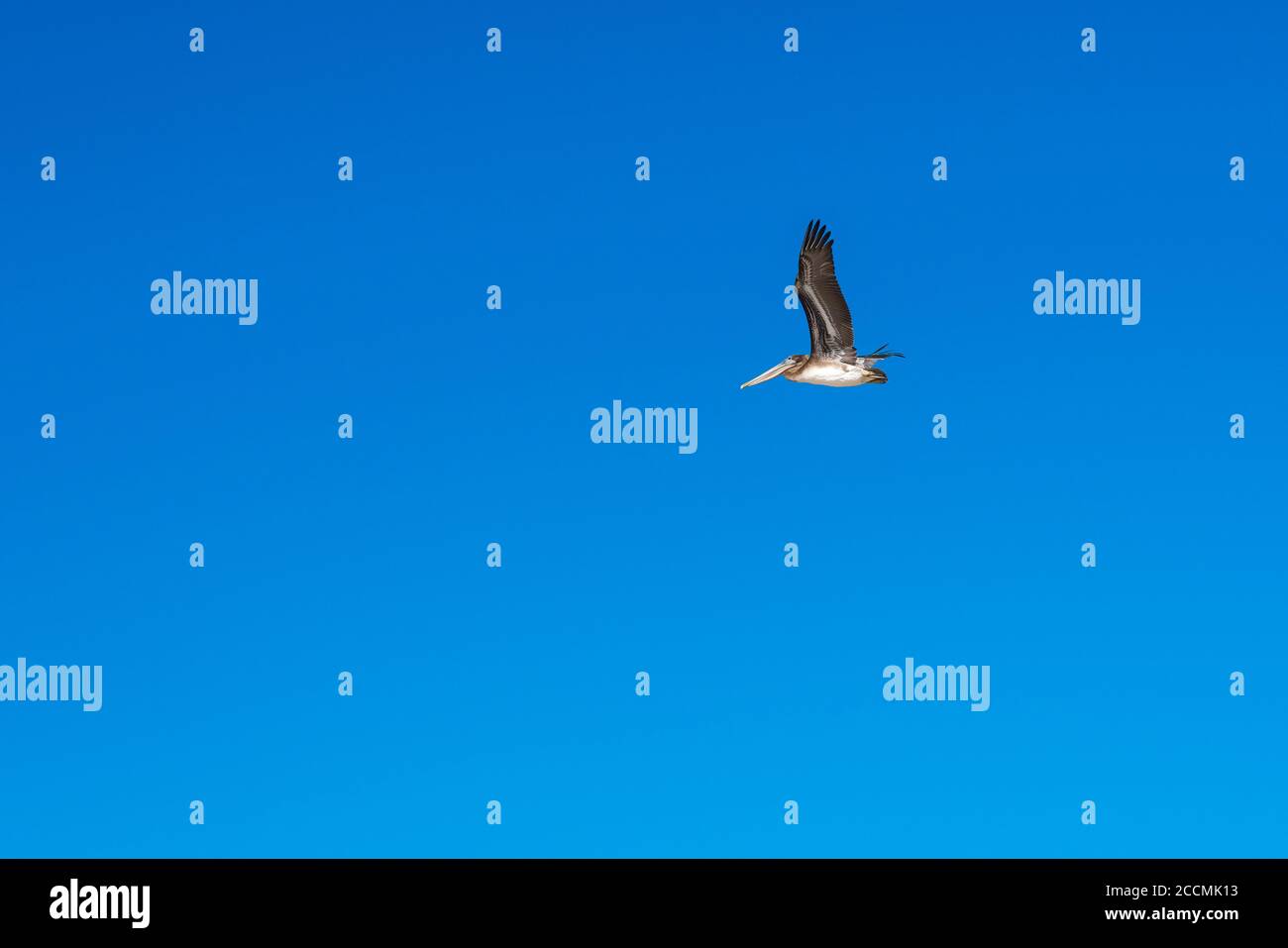 Ein fliegender Pelikan, klarer blauer Himmelshintergrund, Kopierraum Stockfoto
