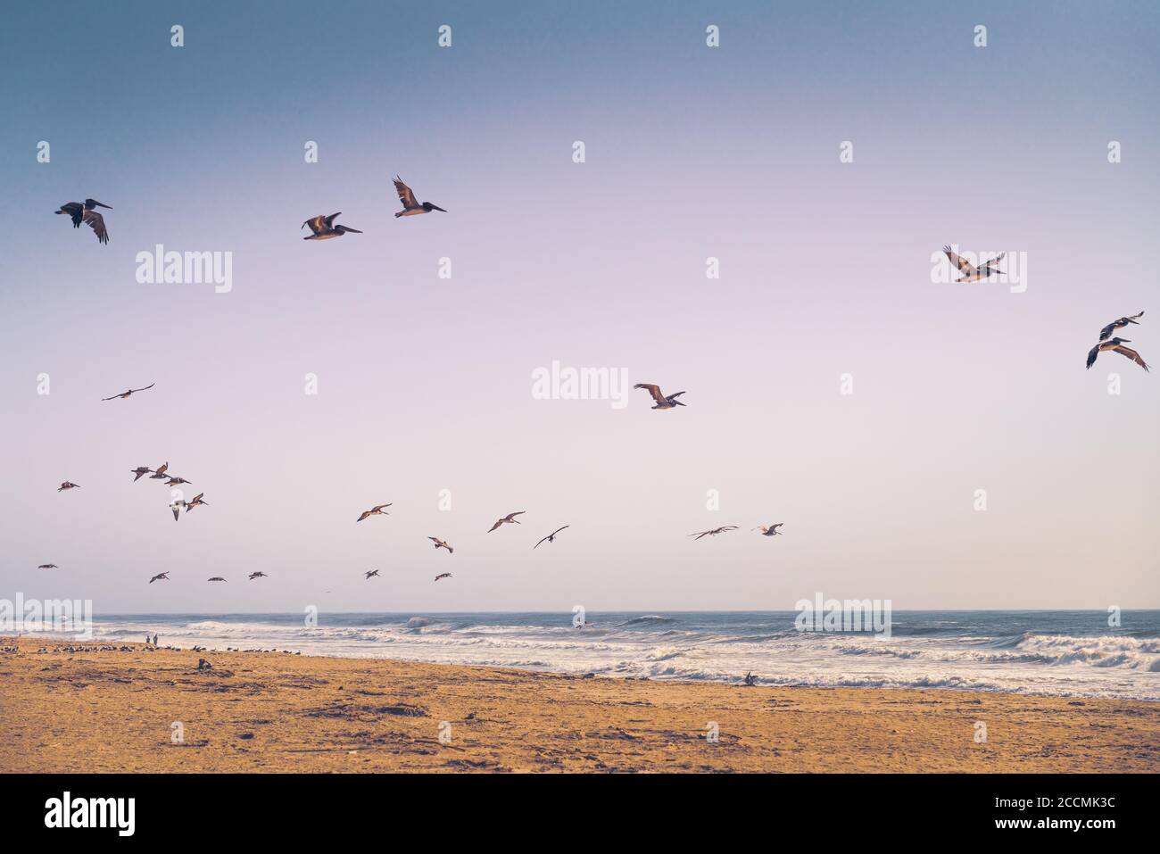 Leerer Sandstrand und Schar von fliegenden Pelikanen.Pazifik, Kalifornien Küste Stockfoto