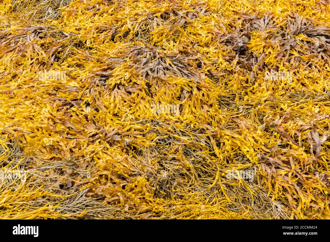 Algen am Strand in der Bretagne, Seetang, Hintergrund Stockfoto