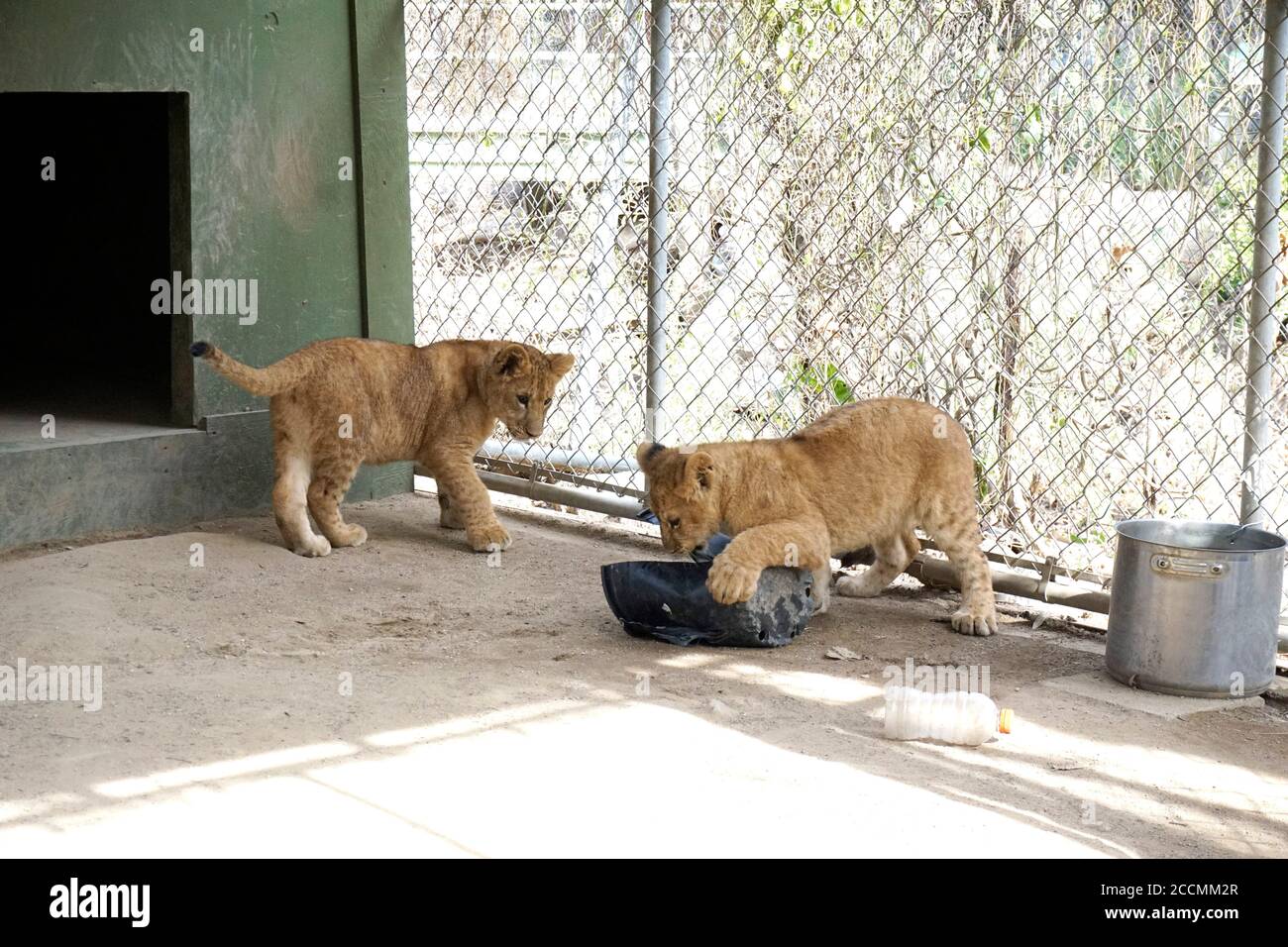 LOS ANGELES - JAN 17: Löwenjungen im Gehege nach der Rückkehr nach Hause nach Creek Fire an der Wildlife Waystation am 17. Januar 2018 in Slymar, CA Stockfoto