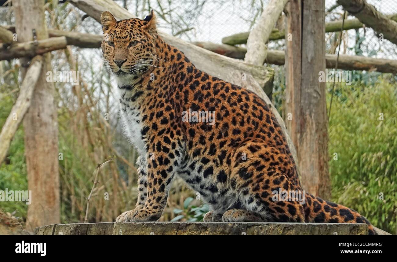 Captive Northern Chines Leopard posiert auf einem großen kreisförmigen Baum Stumpf Stockfoto