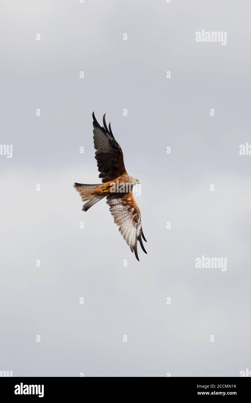 Ein Red Kite Vogel Milvus milvus Bank Overhead und zeigt Der tief geweckte Schwanz und das rotbraune Gefieder Stockfoto