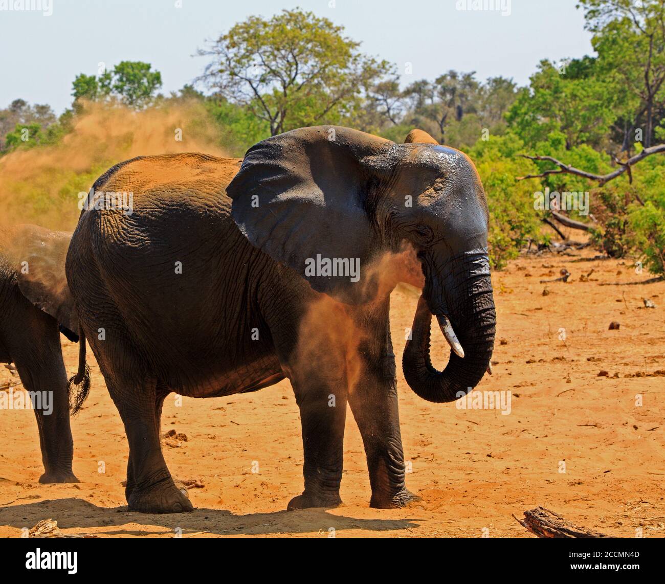 Große afrikanische Elefant bläst Staub über sich, Elefanten tun dies, um ihre Haut vor der sengenden afrikanischen Sonne zu schützen. Hwange National Park, Simbabw Stockfoto