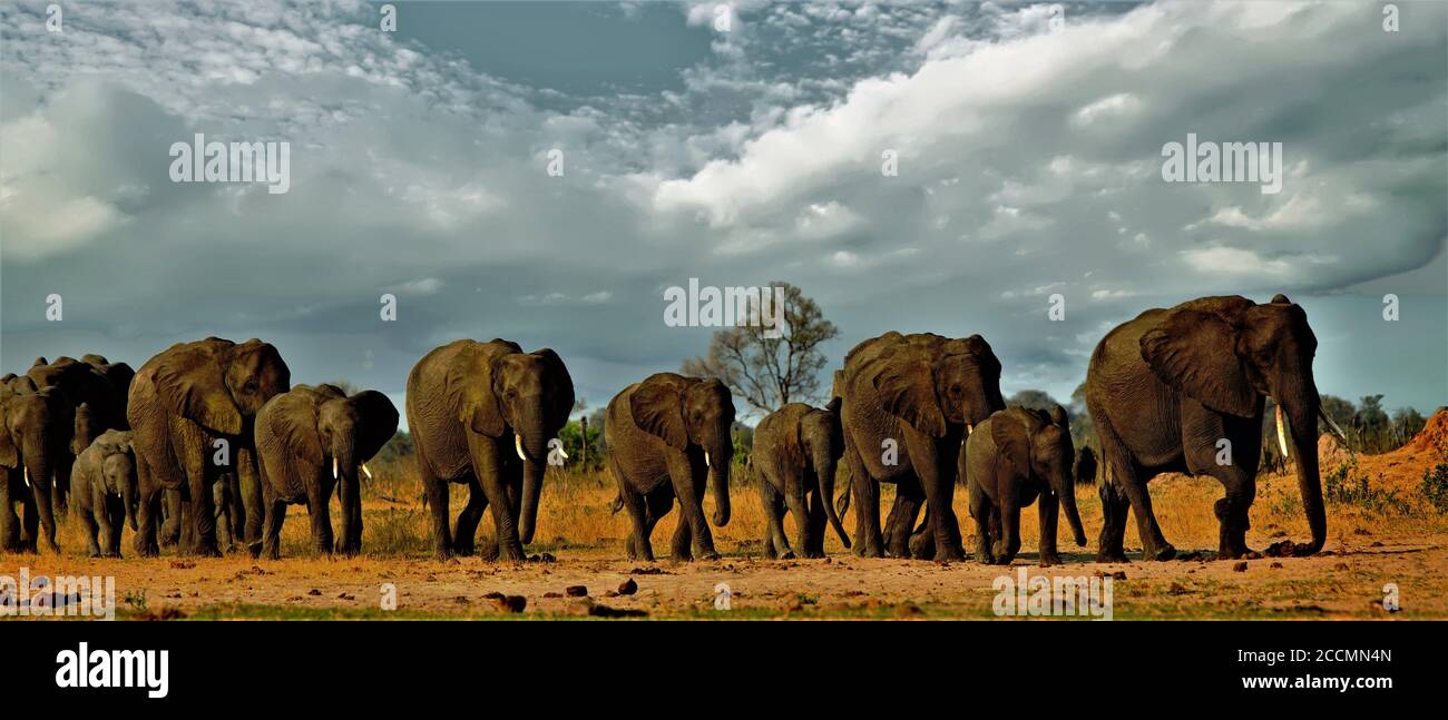 Panorama einer Elefantenfamilie, die durch die goldenen, sonnenbeschienenen afrikanischen Ebenen im Hwange National Park, Simbabwe, Südafrika, geht Stockfoto