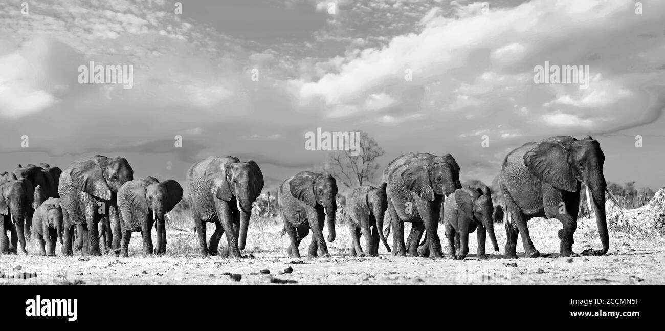 Panorama einer Elefantenfamilie, die durch die goldenen, sonnenbeschienenen afrikanischen Ebenen im Hwange National Park, Simbabwe, Südafrika, geht Stockfoto