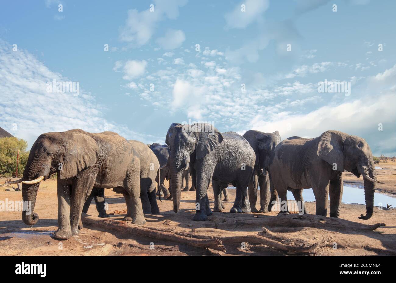 Herde afrikanischer Elefanten besuchen das Camp, um sich zu entspannen und einen Drink in der Mittagssonne zu nehmen, mit einem hellblauen klaren Himmel, Nehimba, Hwange National Park, Z Stockfoto