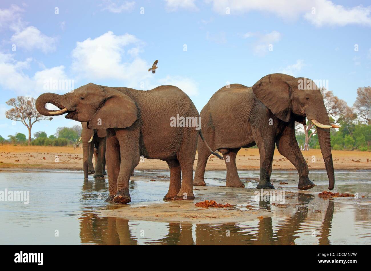 Elefanten stehen zurück zu zurück an einem Wasserloch mit einem Vogelflug über dem Himmel im Chobe National Park Botswana Stockfoto