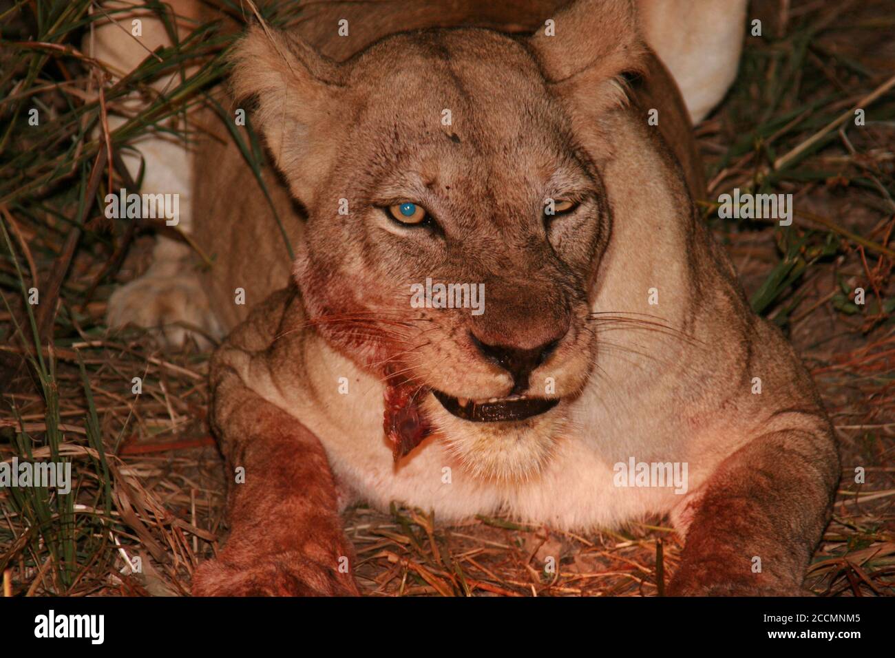Lioness auf einer Nachtfahrt gesehen, essen einen frischen Kill, South Luangwa National Park, Sambia Stockfoto
