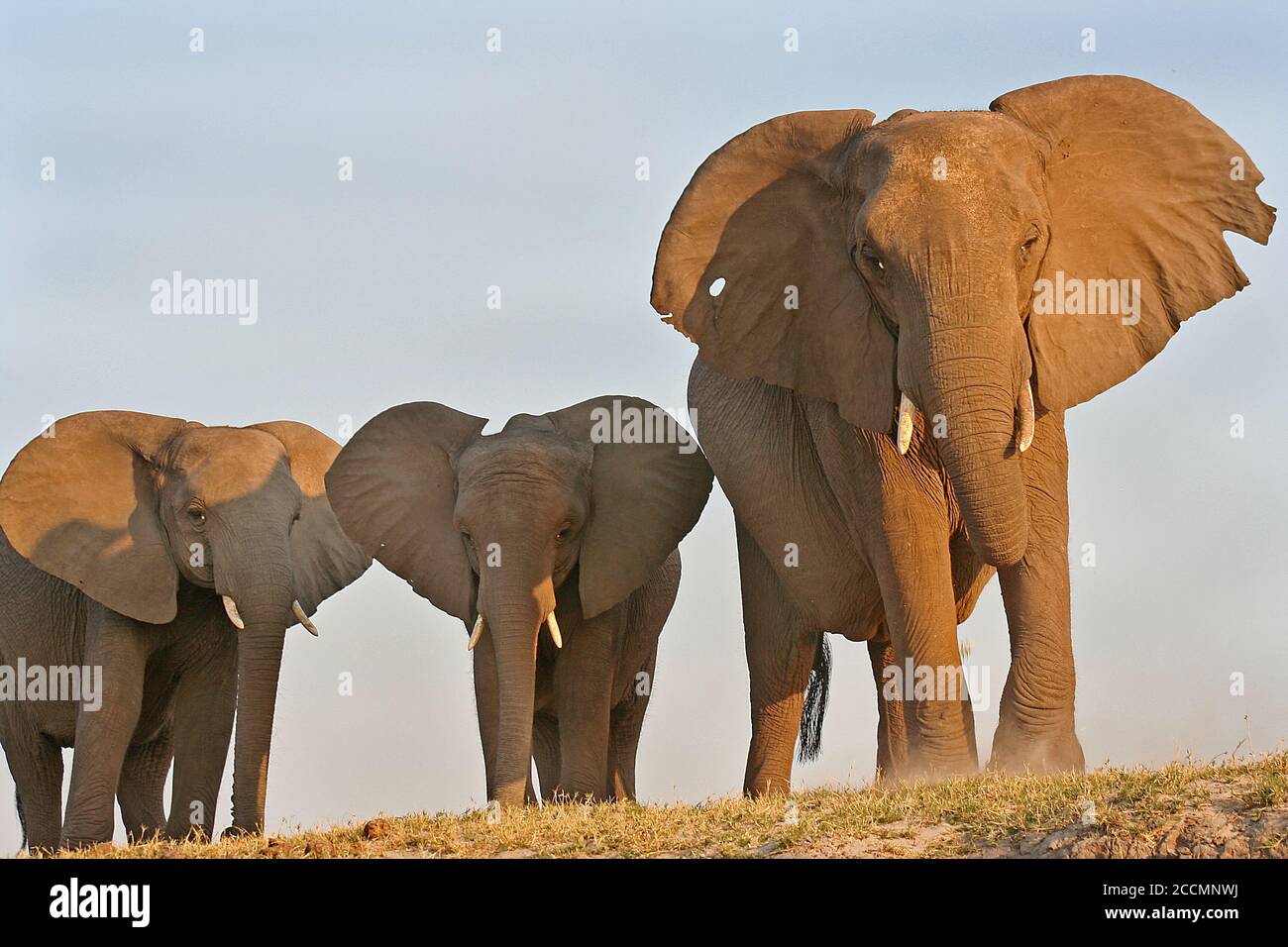 Große Herde von Elefanten trinken aus einem Wasserloch mit Stämme in den Mund gekräuselt, Chobe National Park, Botswana Stockfoto