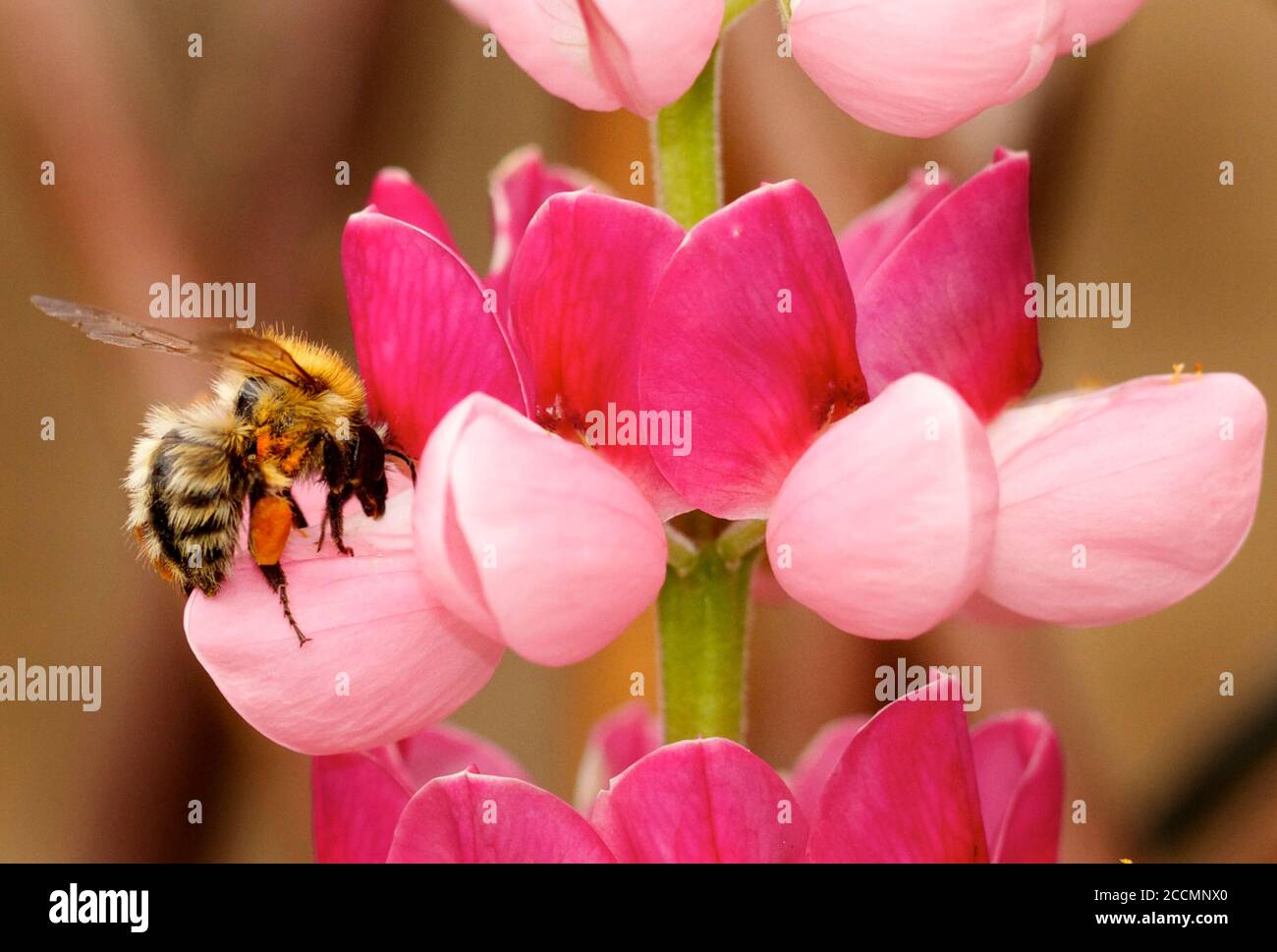 Honigbiene Fütterung von einer leuchtend rosa Lupine, Bienen sind im Niedergang und Gärten und Blumen sind ermutigt, die scheiternde Bevölkerung zu unterstützen Stockfoto