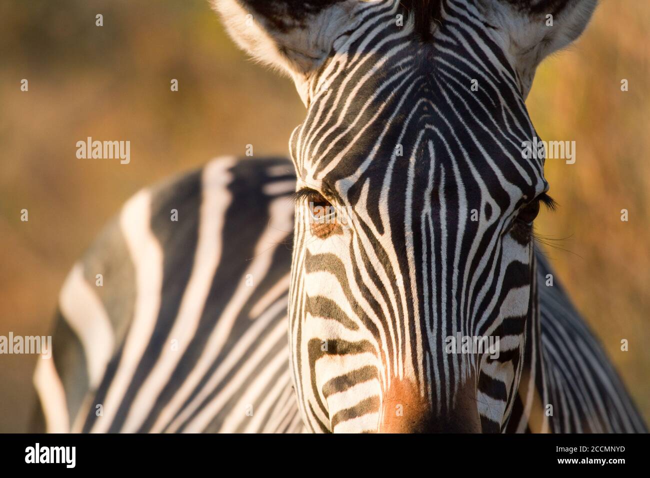 Extreme Nahaufnahme eines gemeinen Zebragesichtes, das direkt schaut In die Kamera Stockfoto