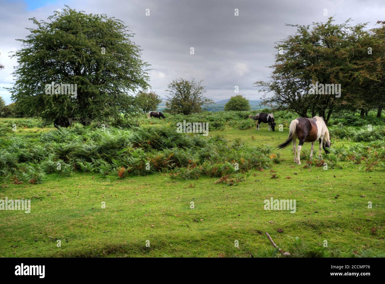 Eine Auswahl von Bildern aufgenommen in Devon, einem Teil des Südwestens von Großbritannien, ein Paradies für Urlauber, Wanderer und Ramblers mit einer atemberaubenden Landschaft. Stockfoto