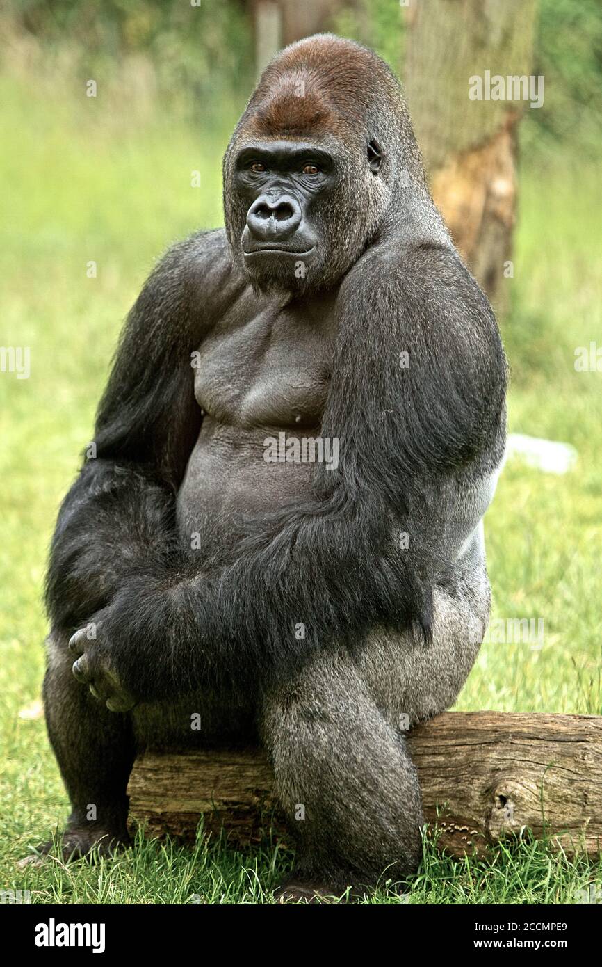 Captive Bred Silver Back Gorilla sitzt auf einem Holzstamm und blickt direkt in die Kamera, mit gekreuzten Händen Stockfoto