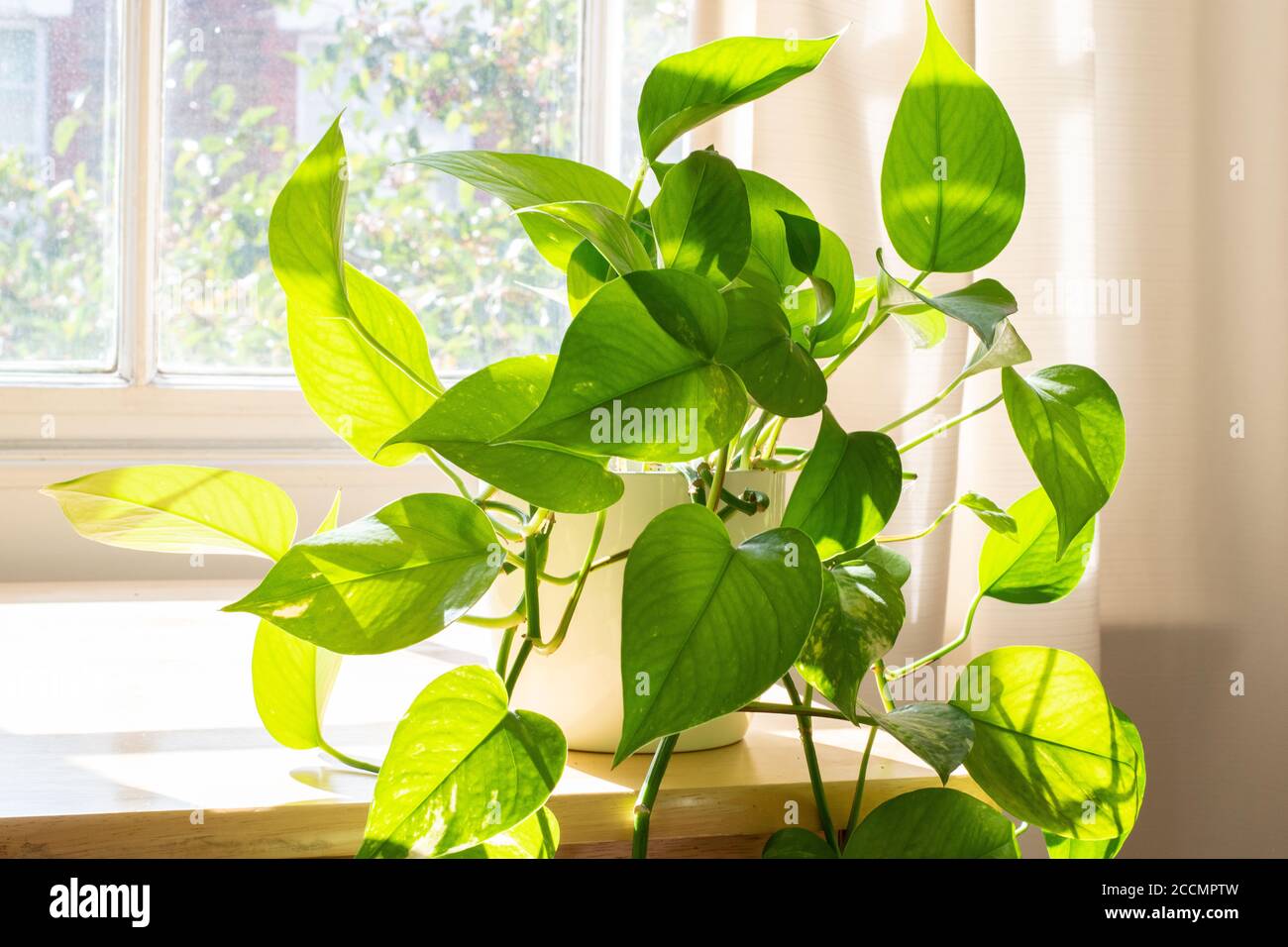Indoor Devils Ivy Zimmerpflanze neben einem Fenster in einem wunderschön gestalteten Haus oder flachen Innenraum. Stockfoto