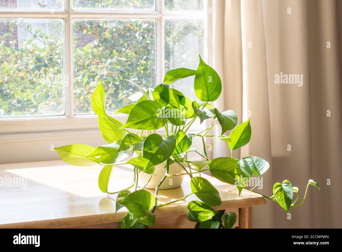 Indoor Devils Ivy Zimmerpflanze neben einem Fenster in einem wunderschön gestalteten Zuhause. Stockfoto