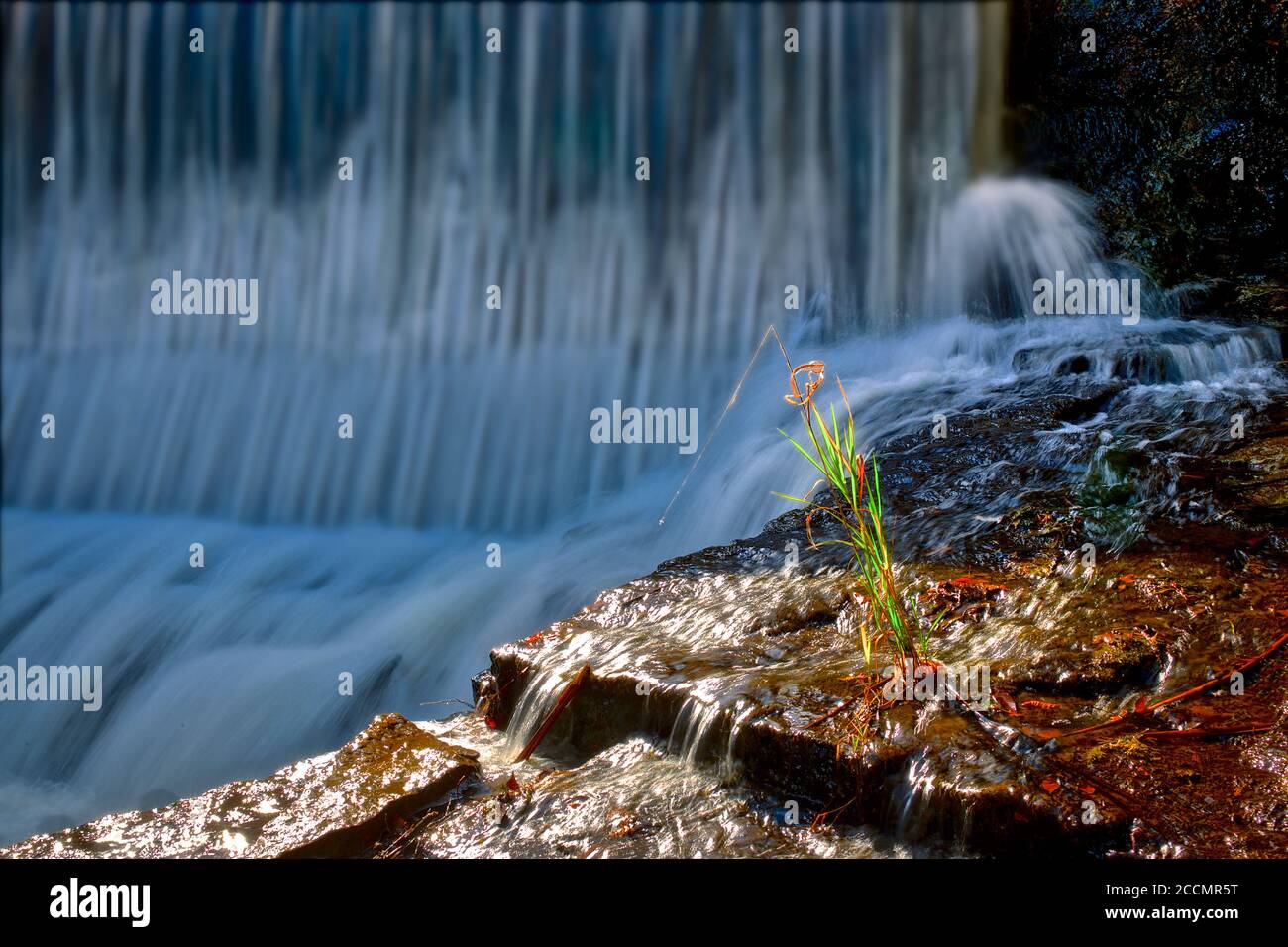 Caledon, Ontario / Canada - 10/10/2018: Einsame Pflanze mit Wasserfall und fließendem Wasser Stockfoto