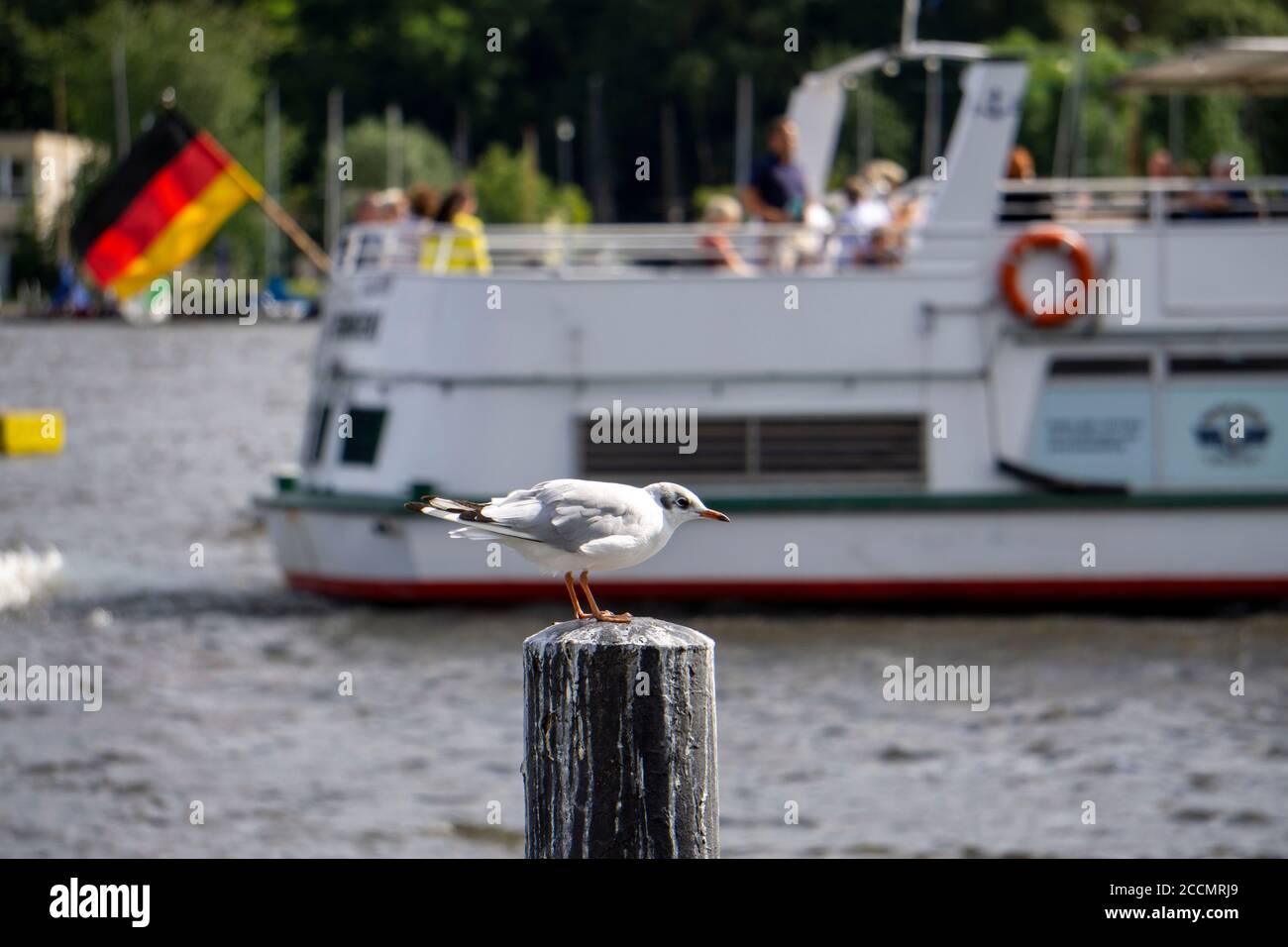 See Baldeney, Segelboot, Möwe auf einer Stange, Ausflugsboot der Weißen Flotte, Essen, NRW, Deutschland Stockfoto