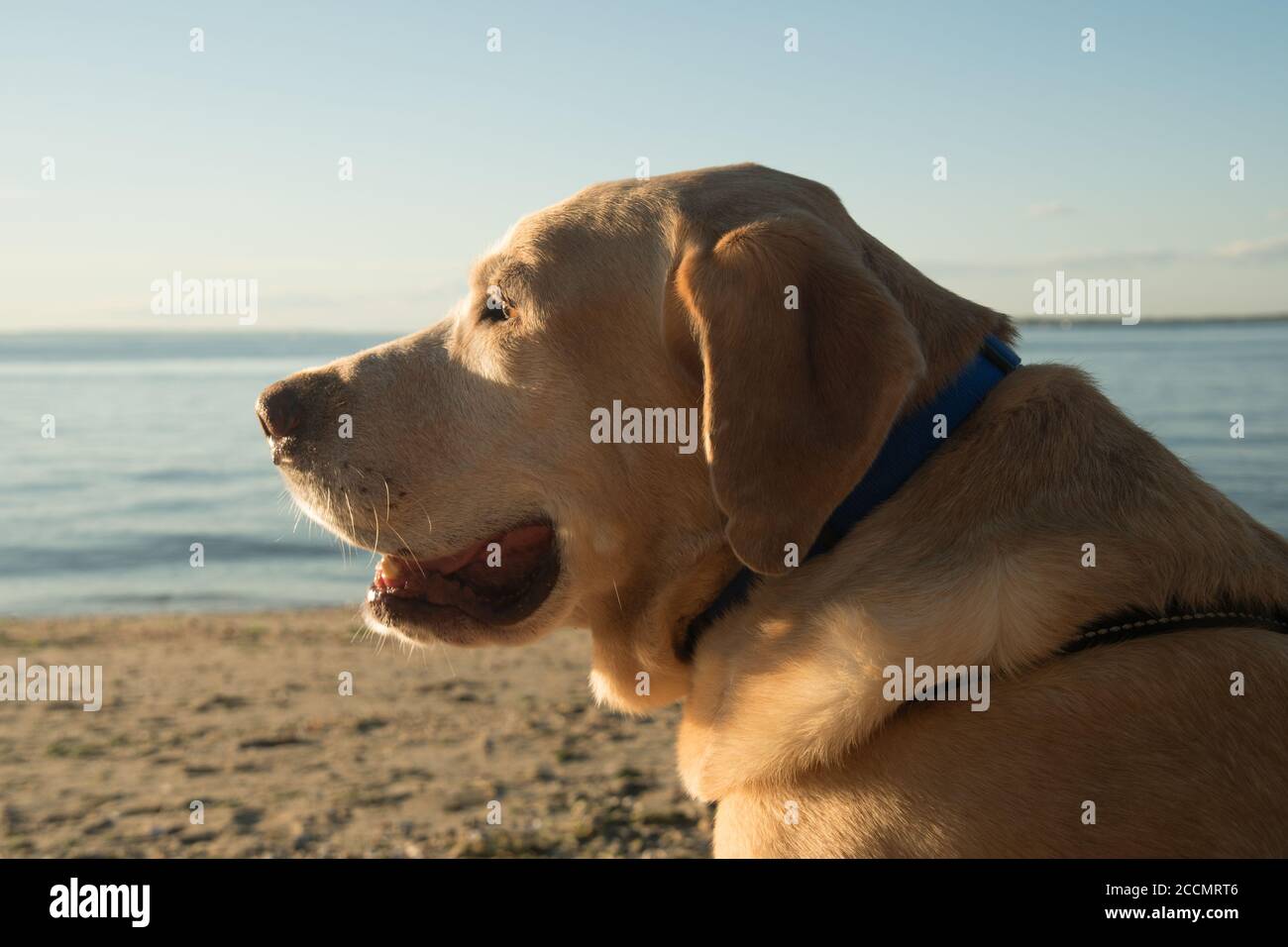 Ein gelbes Labor beobachtet den Sonnenaufgang von einem Strand an der New Jersey Shore aus Stockfoto