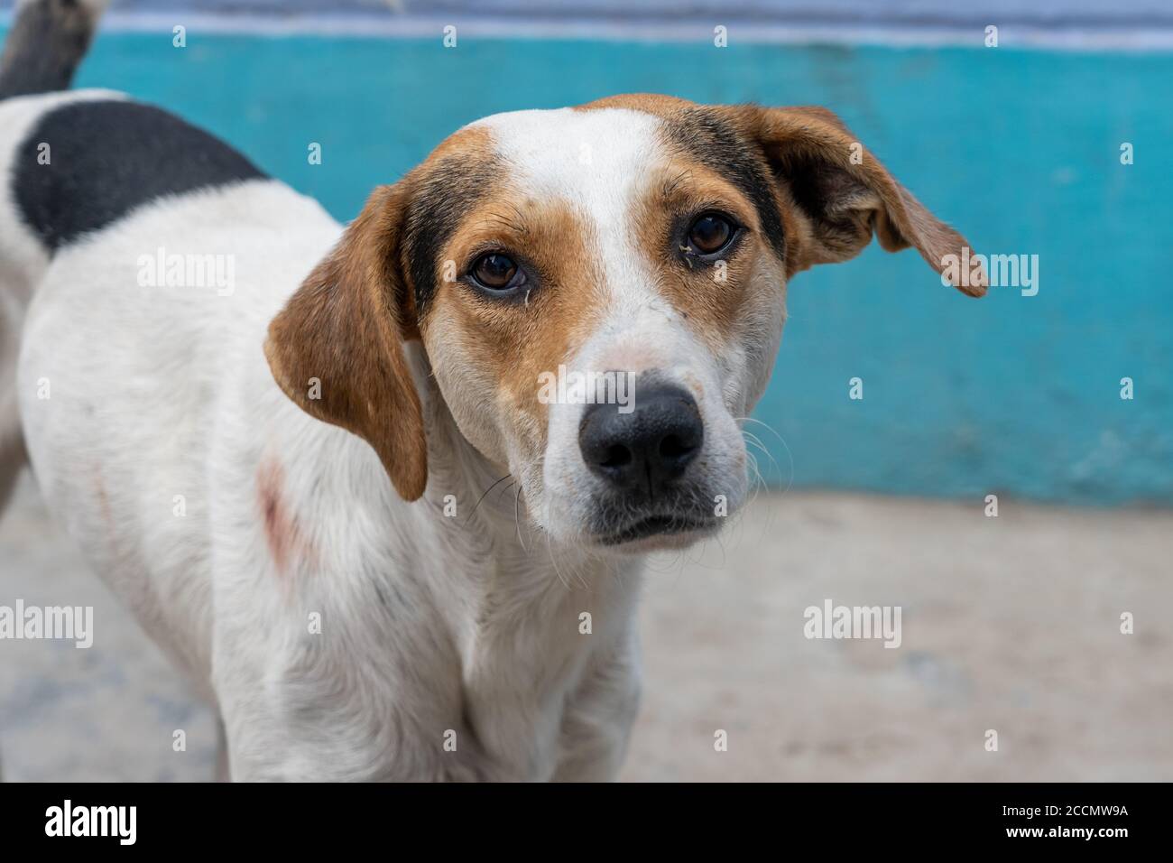 Beagle (Canis lupus familiaris) führt durch die Straßen von Lima, Peru Stockfoto