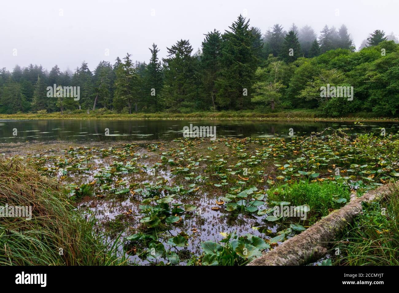 Nebel über dem See im Cape Disappointment State Park Stockfoto