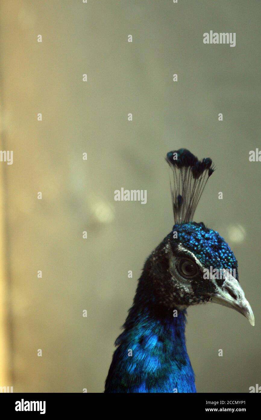 Ein Pfau in einem Käfig auf einem privaten Bauernhof. Pfau, schönes repräsentatives Exemplar eines männlichen Pfaus in großen Metallic-Farben. Stockfoto