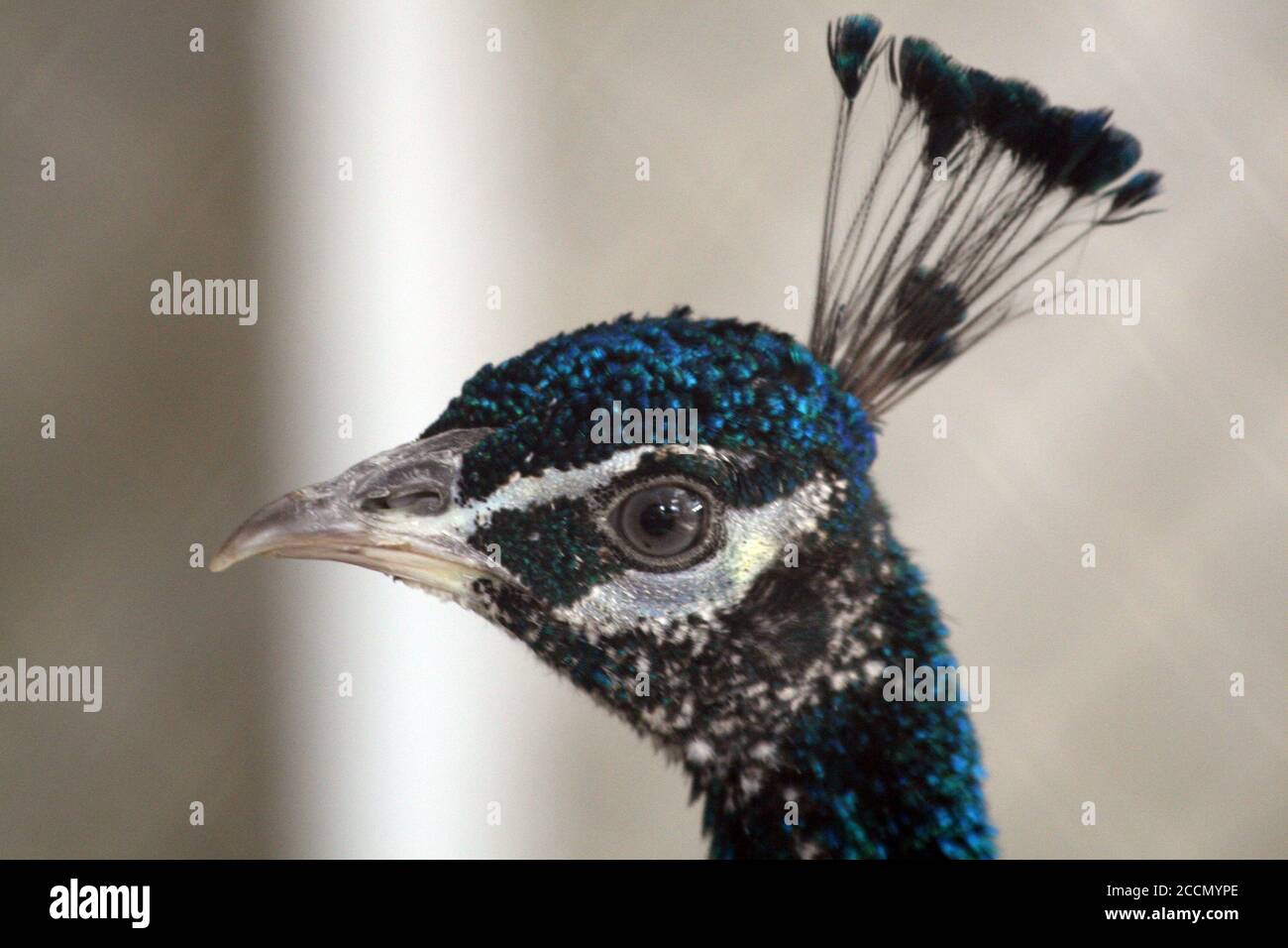 Ein Pfau in einem Käfig auf einem privaten Bauernhof. Pfau, schönes repräsentatives Exemplar eines männlichen Pfaus in großen Metallic-Farben. Stockfoto