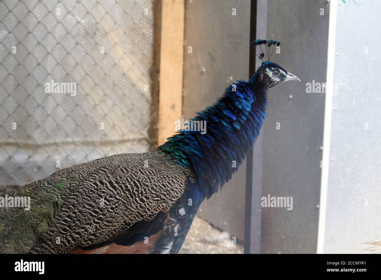 Ein Pfau in einem Käfig auf einem privaten Bauernhof. Pfau, schönes repräsentatives Exemplar eines männlichen Pfaus in großen Metallic-Farben. Stockfoto