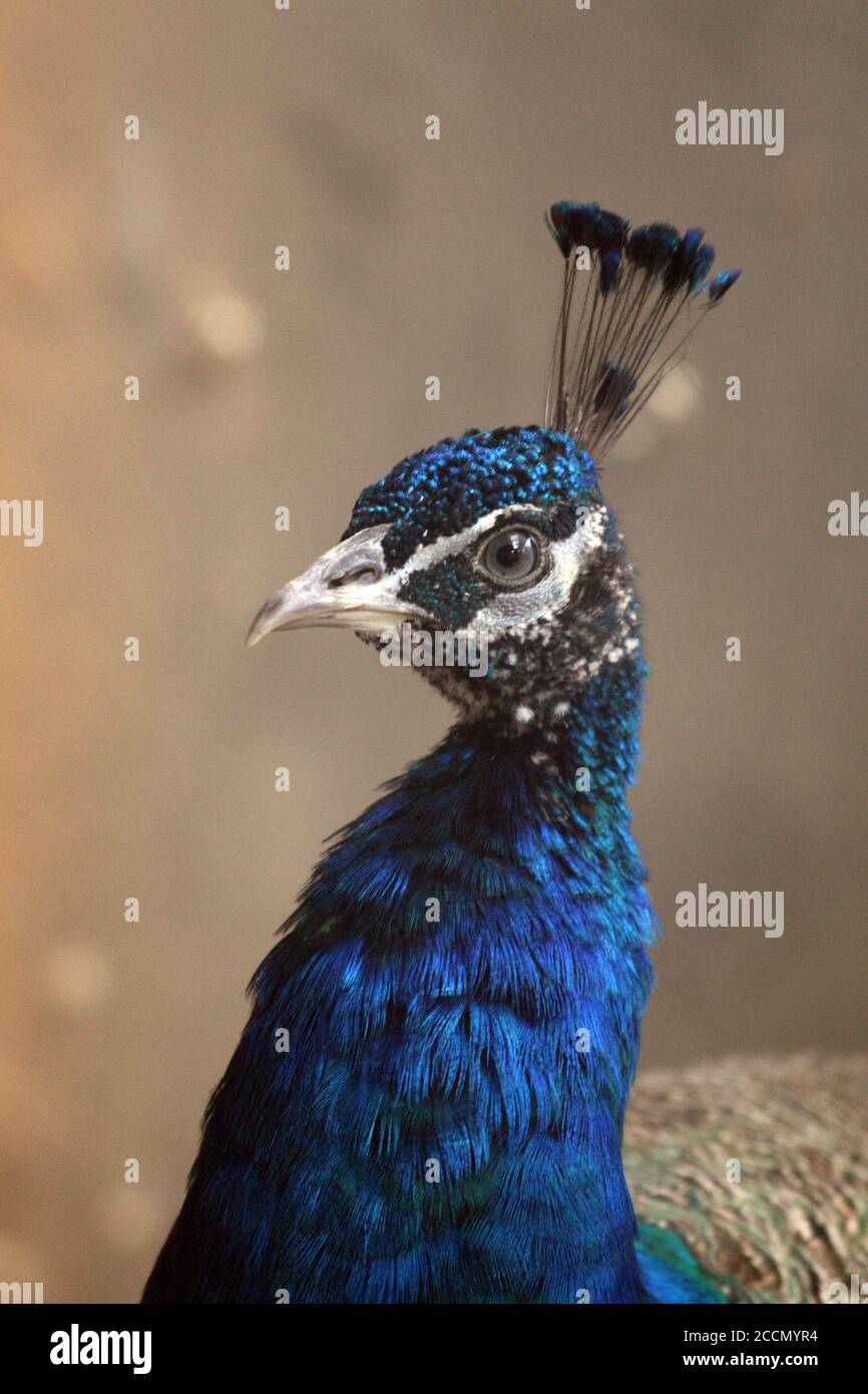 Ein Pfau in einem Käfig auf einem privaten Bauernhof. Pfau, schönes repräsentatives Exemplar eines männlichen Pfaus in großen Metallic-Farben. Stockfoto