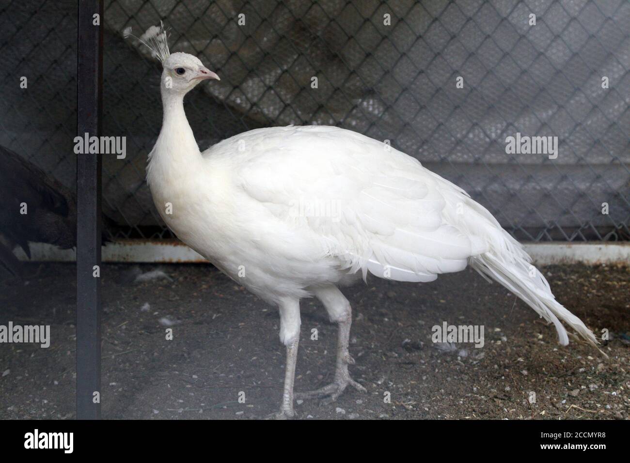 Ein Pfau in einem Käfig auf einem privaten Bauernhof. Pfau, schönes repräsentatives Exemplar eines männlichen Pfaus in großen Metallic-Farben. Stockfoto