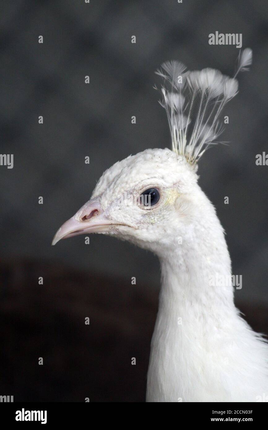 Ein Pfau in einem Käfig auf einem privaten Bauernhof. Pfau, schönes repräsentatives Exemplar eines männlichen Pfaus in großen Metallic-Farben. Stockfoto