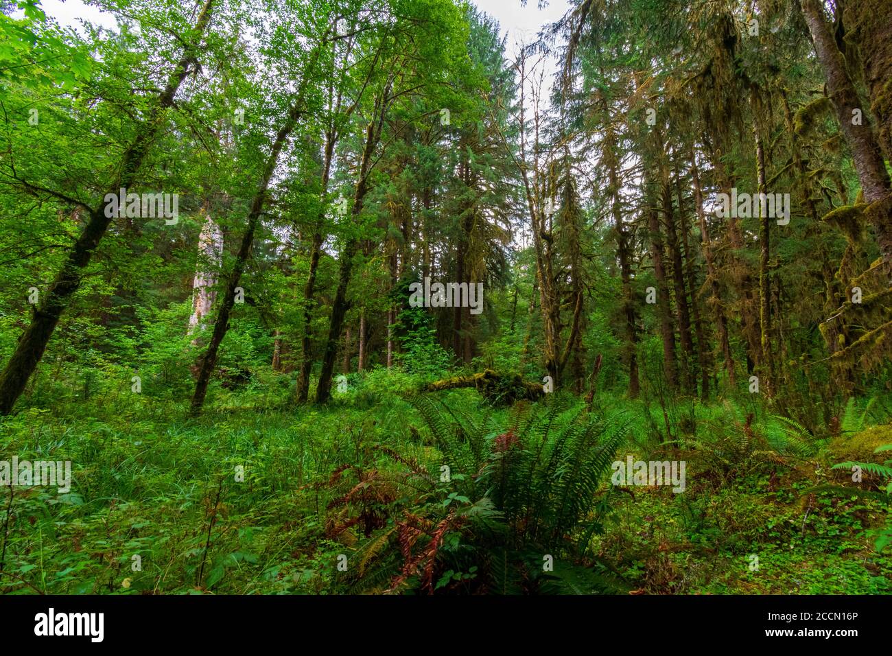 Farne und hohe Bäume im Hoh Rain Forest in Olympic National Park Stockfoto