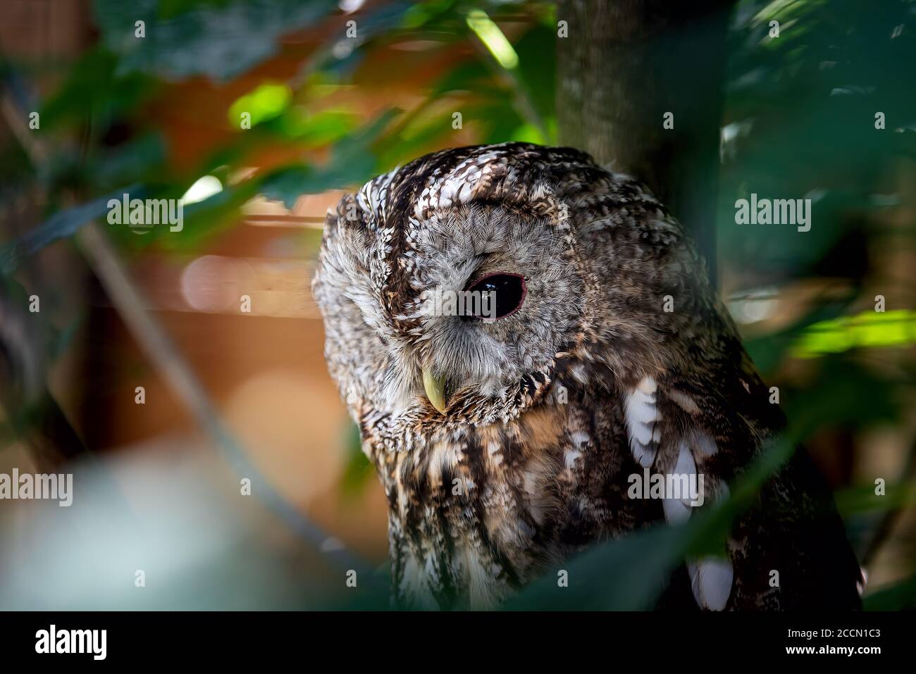 Blick auf die Eule im Wald - Aostatal - Italien Stockfoto