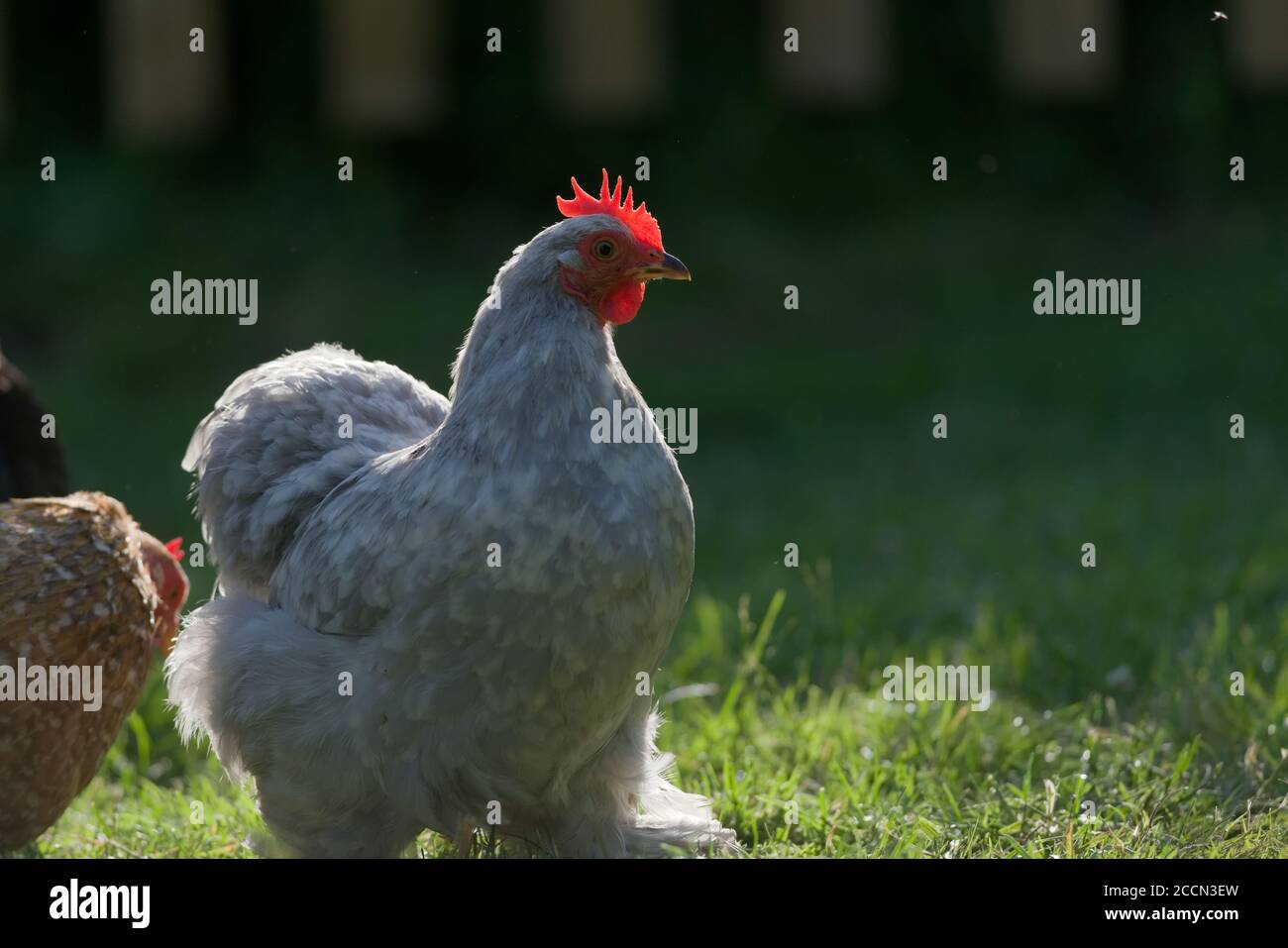 Warme Abendsonne hebt die Ränder dieses kleinen hellgrauen pekin bantam-Hähnchens hervor. Leuchtet durch und leuchtet Wattle und Kamm. Stockfoto