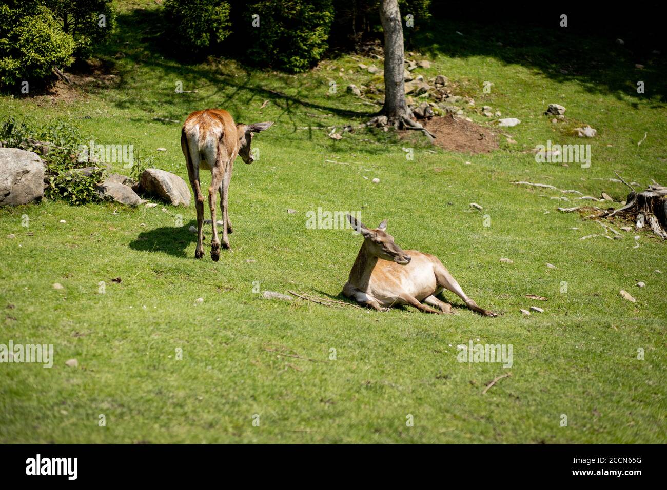 Familie Hirsche oder Rehe in einer grünen Wiese in der freien Natur. Wildes männliches Säugetier in der Natur. Stockfoto