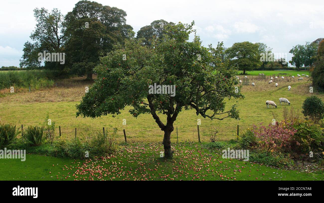 Apple Winston Windfall Würfe den Rasen im alten Obstgarten Garten Stockfoto