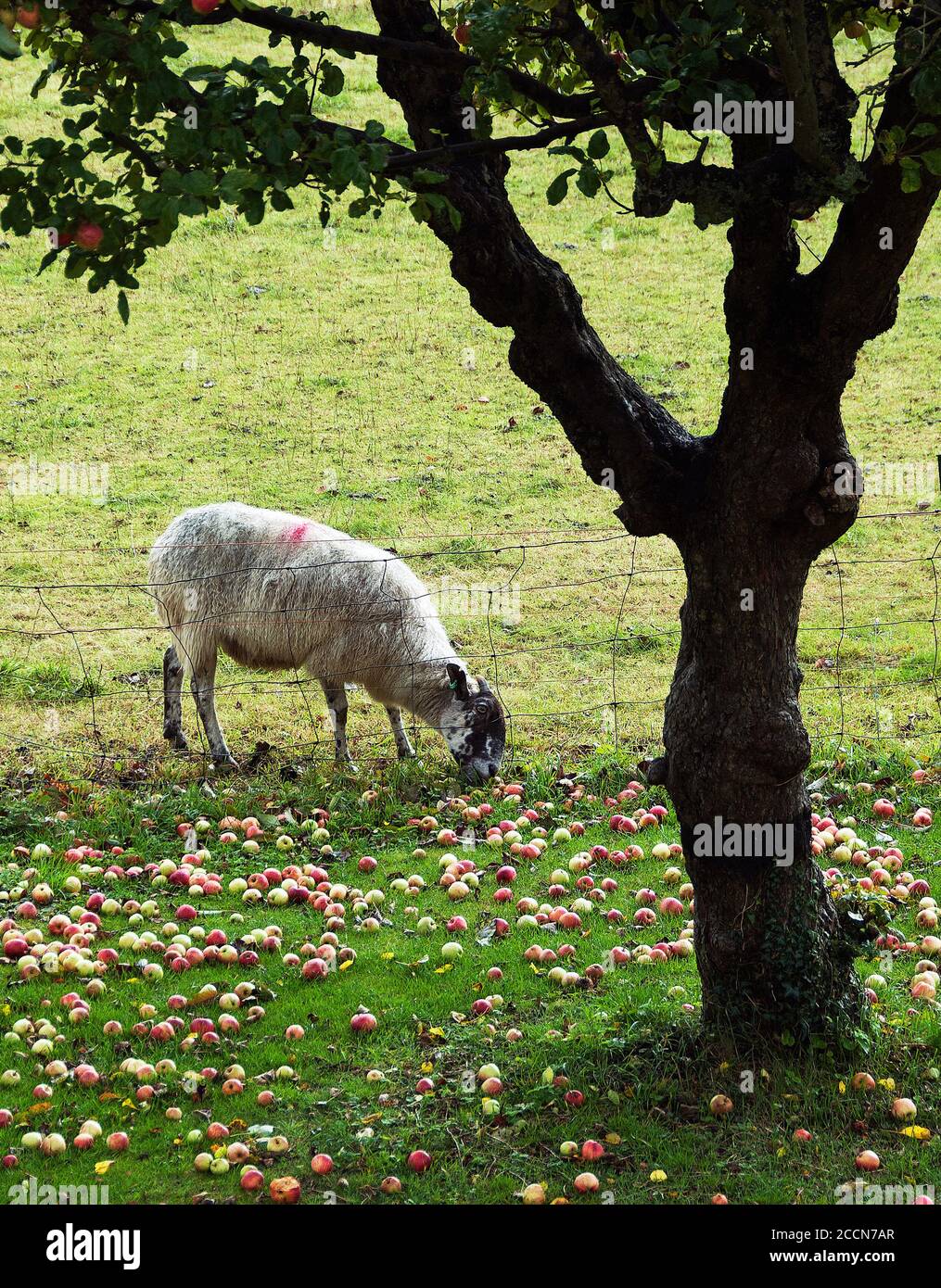 Nelson das Schaf genießt den Windfall von Apple Winston Stockfoto