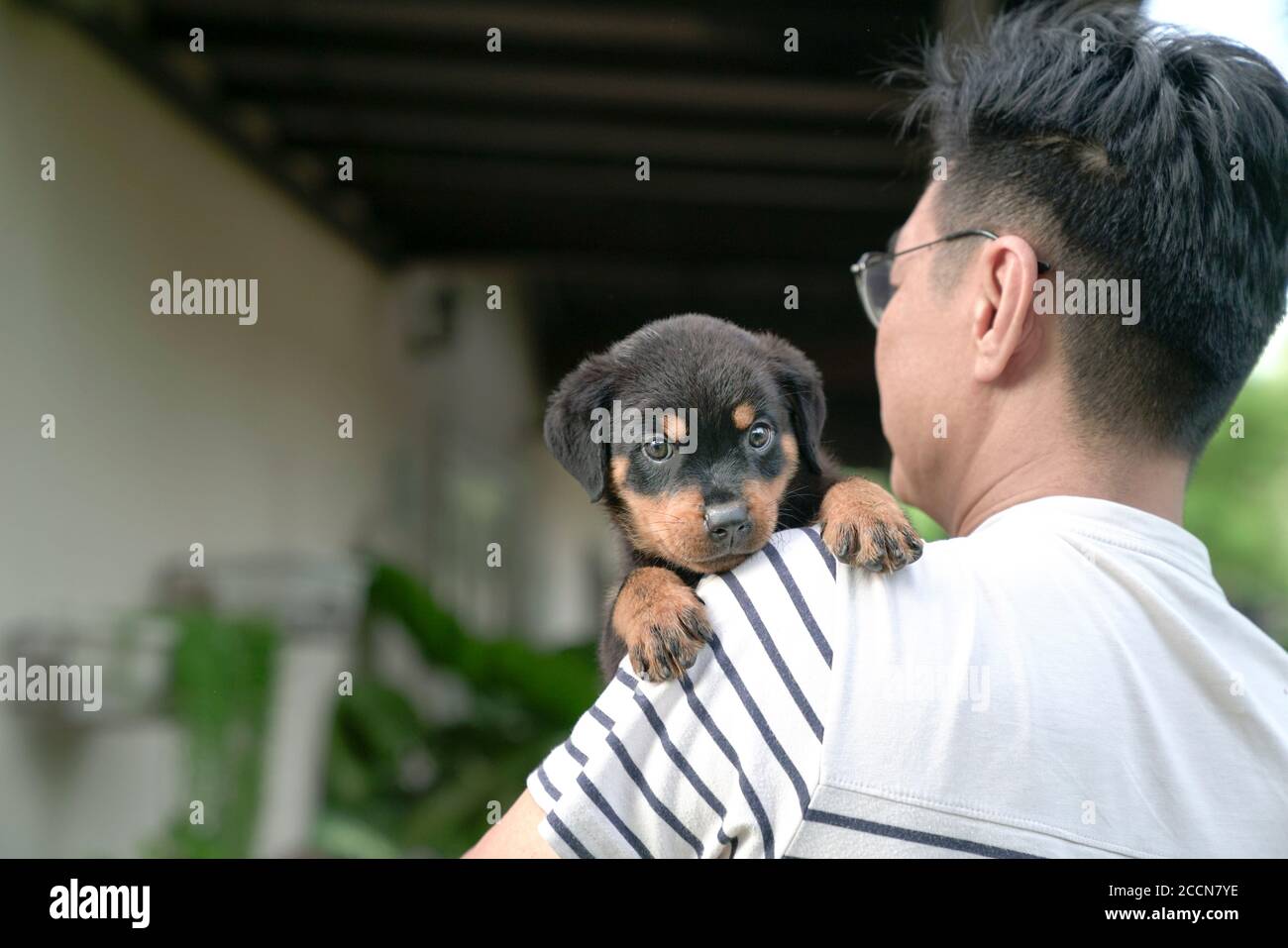 Netter Welpenhund ruhen seinen Kopf auf der Schulter des erwachsenen Mannes. Blick auf die Kamera. Stockfoto