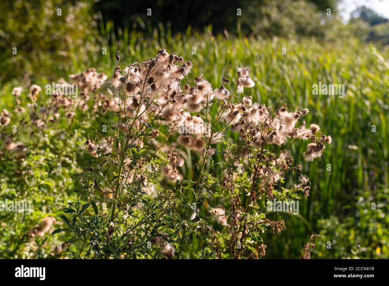 Frontier Park Naturszenen in Erie, Pennsylvania Stockfoto