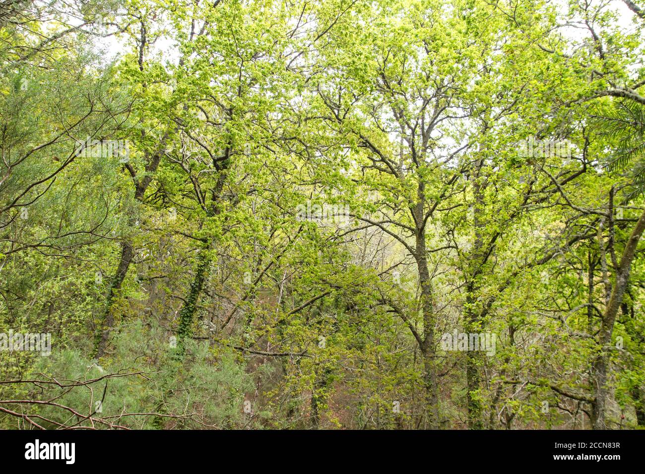Grüne Waldlandschaft im Frühling Stockfoto
