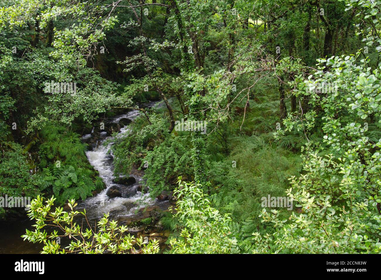 Grüner Wald in Sierra del Suido, Galicien, Spanien Stockfoto