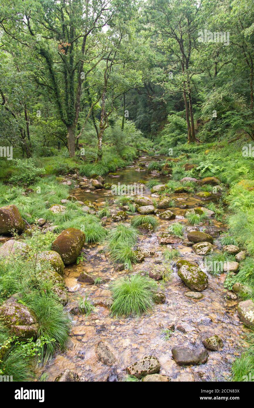 Grüner Wald in Sierra del Suido, Galicien, Spanien Stockfoto