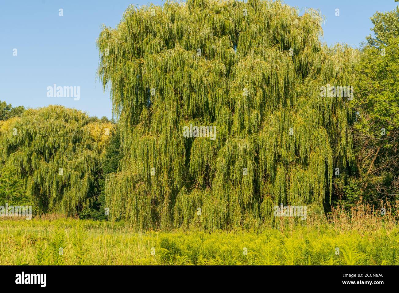 Frontier Park Naturszenen in Erie, Pennsylvania Stockfoto