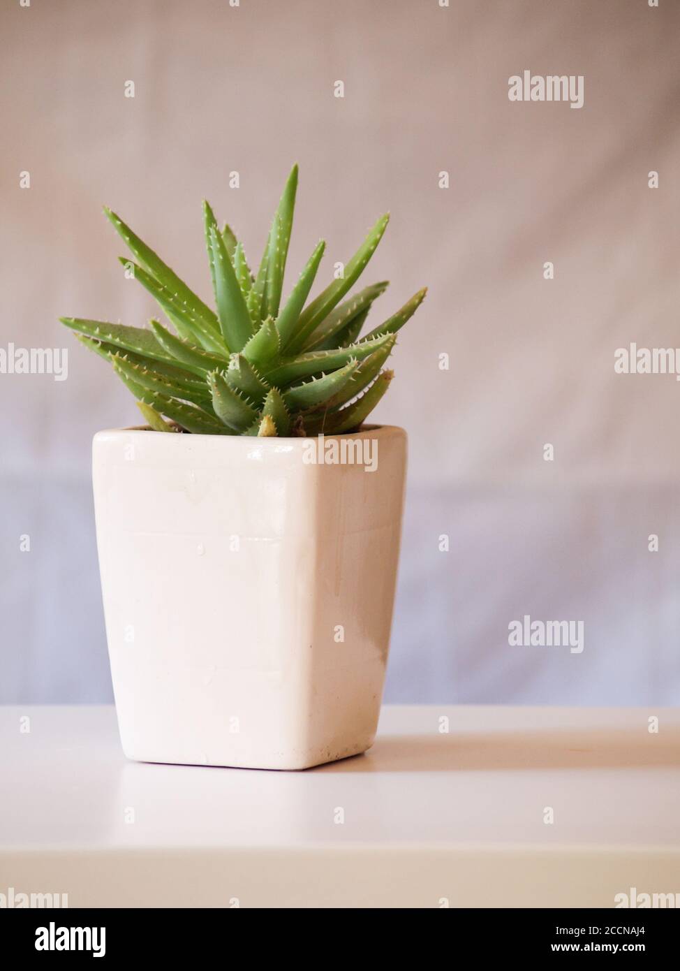 Saftige Pflanze auf einem eleganten weißen Topf Stockfoto