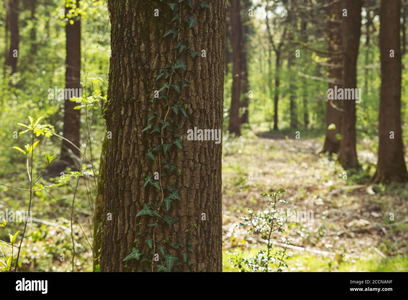 Grüne Waldlandschaft Stockfoto