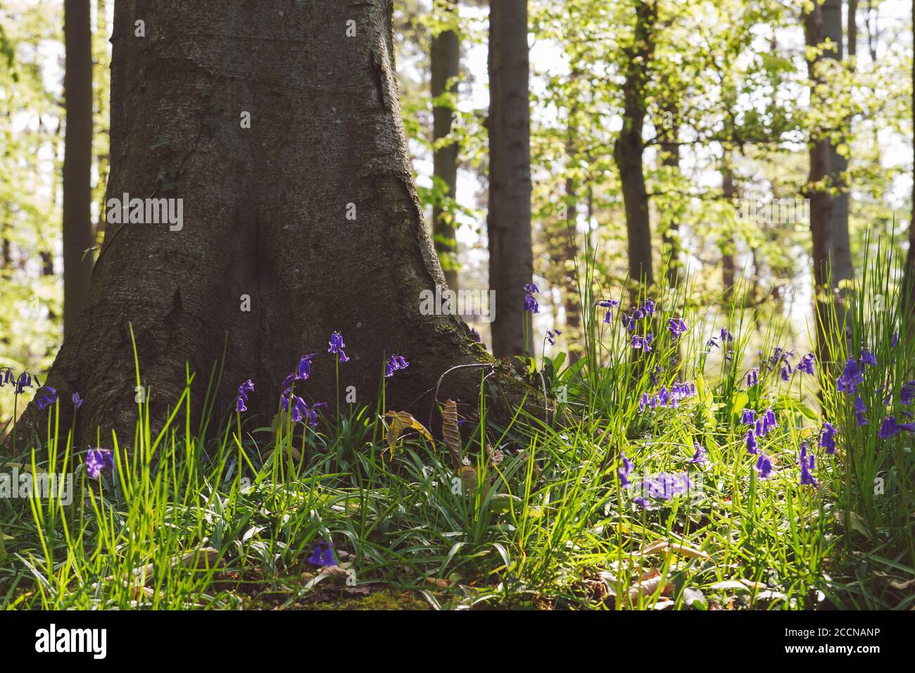 Frühlingshafte Walddetails Stockfoto