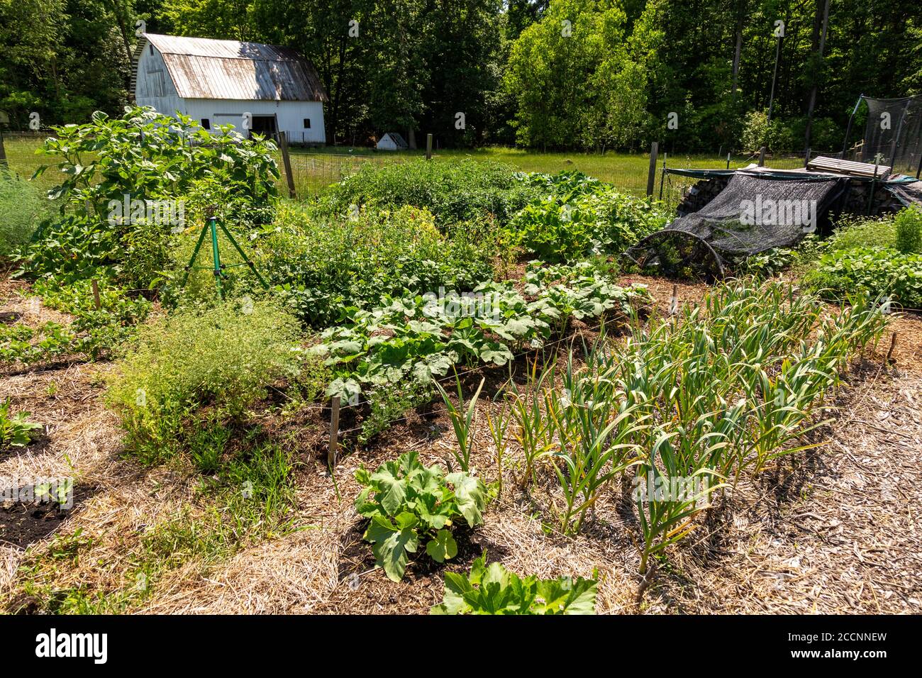 Gemüse wächst im Garten einer organischen DeKalb County Farm in der Nähe von Spencerville, Indiana, USA. Stockfoto