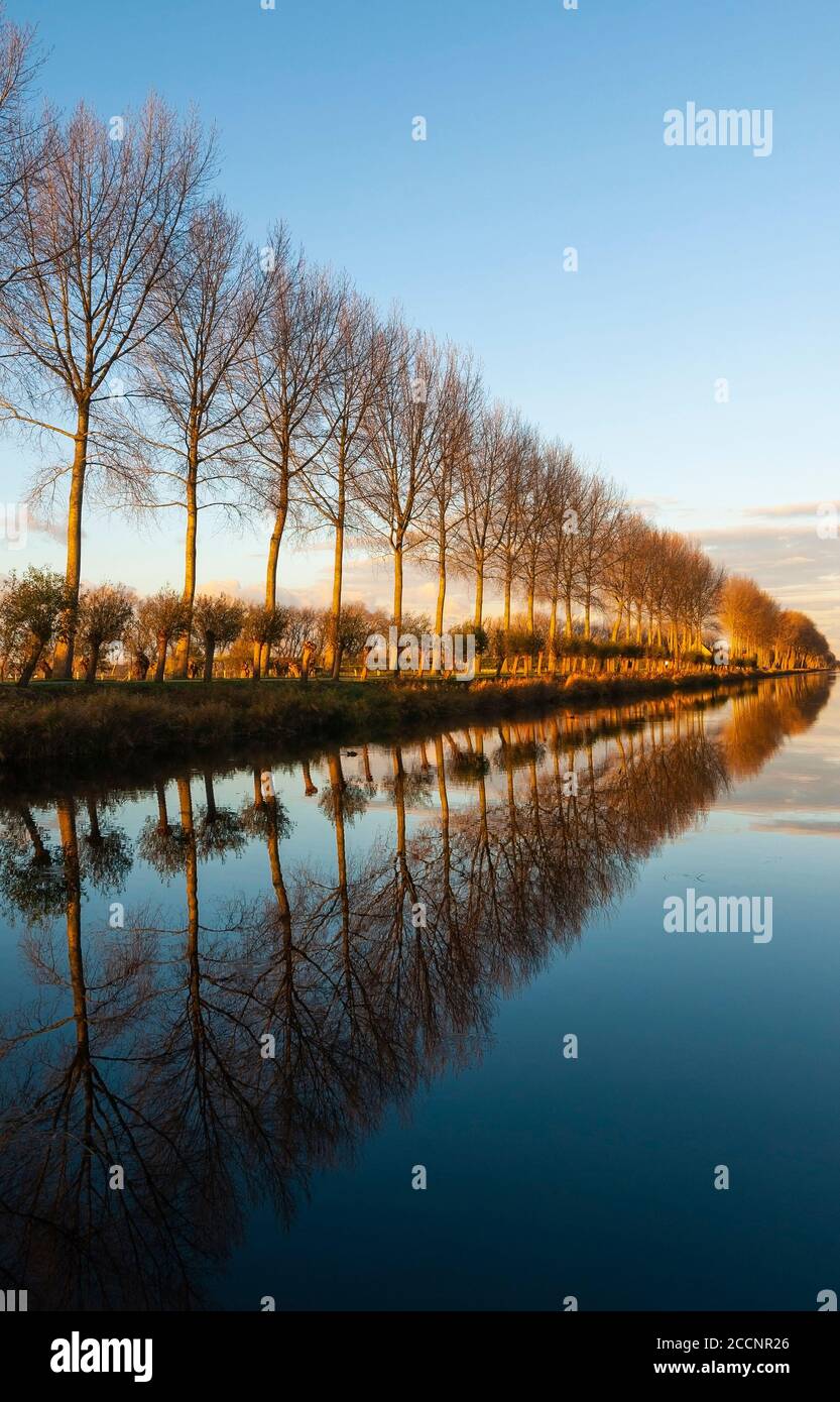 Vertikale Spiegelung von Bäumen an einem Kanal bei Sonnenuntergang in Damme in der Nähe von Brügge, Westflandern, Belgien. Stockfoto