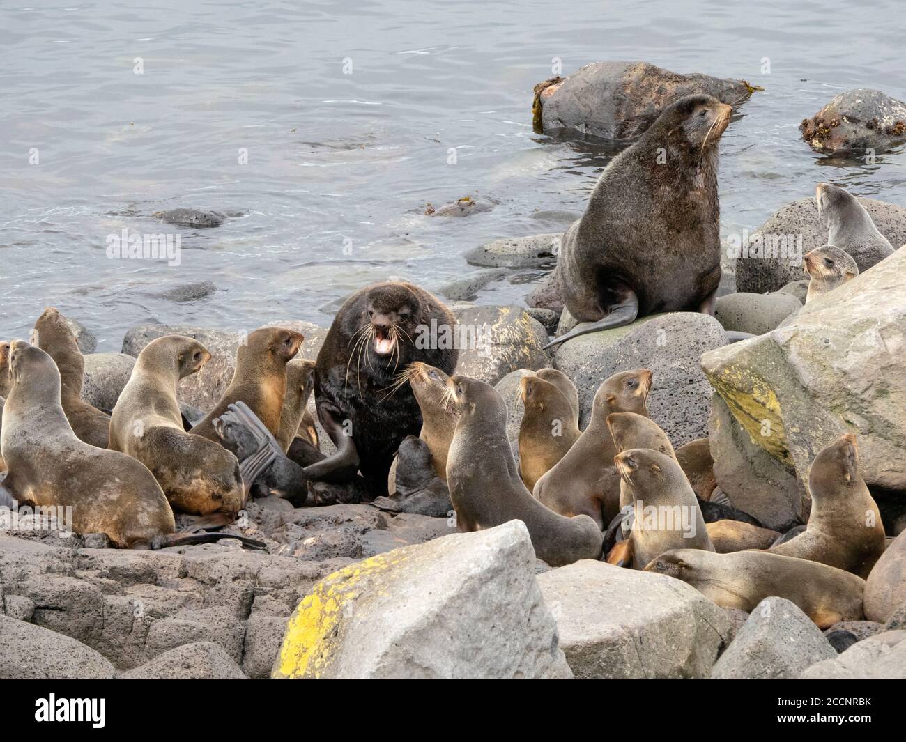 Brutkolonie der Nordfellrobben, Callorhinus ursinus, auf St. Paul Island, Pribilof Islands, Alaska. Stockfoto