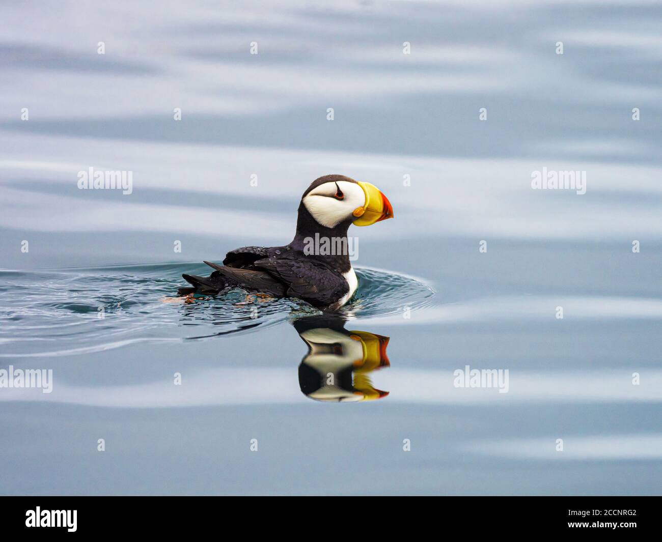 Adult Horned Papageitaucher, Fratercula corniculata, auf dem Wasser in der Nähe von St. George Island, Pribilof Islands, Alaska. Stockfoto